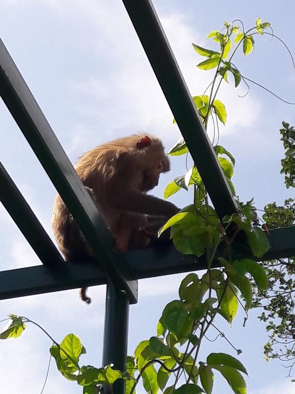 Pingpong 'S House チャン島 エクステリア 写真